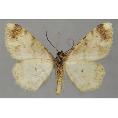 /filer/webapps/moths/media/images/B/bistortatoides_Ectropis_PTM_ZSMb.jpg