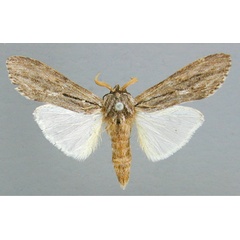/filer/webapps/moths/media/images/S/strigata_Bilulua_A_RMCA.jpg