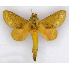 /filer/webapps/moths/media/images/W/wenigina_Pachytrina_HT_RMCA.jpg
