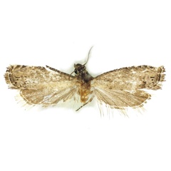 /filer/webapps/moths/media/images/L/leptota_Selania_HT_Bassi.jpg