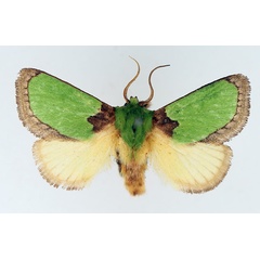 /filer/webapps/moths/media/images/V/vivida_Latoia_AM_TMSA.jpg