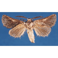 /filer/webapps/moths/media/images/D/dupreezi_Arbelodes_HT_BMNH_E798snF.jpg