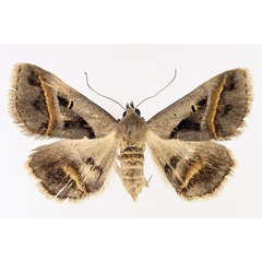 /filer/webapps/moths/media/images/T/trimeni_Acantholipes_AF_TMSA_02.jpg