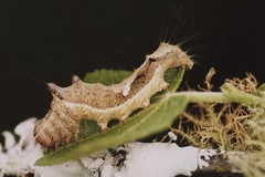 Thiacidas nigrimacula