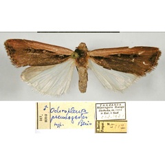 /filer/webapps/moths/media/images/P/pseudogaster_Ochropleura_HT_MSNM.jpg