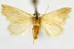 Eublemma tomentalis