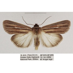 /filer/webapps/moths/media/images/R/rubrescens_Mythimna_AM_TMSA_01.jpg