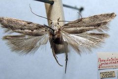 Pseudotelphusa griseotincta