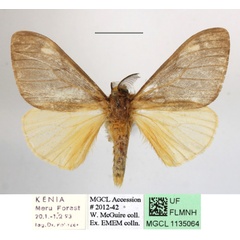 /filer/webapps/moths/media/images/M/metella_Palasea_AM_MGCLa_01.JPG