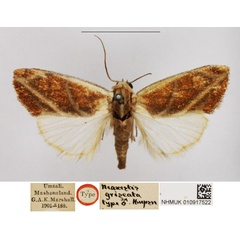 /filer/webapps/moths/media/images/G/griseata_Neaxestis_HT_NHMUK.jpg