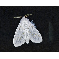 /filer/webapps/moths/media/images/D/decorata_Desmeocraera_A_Roland_04.jpg