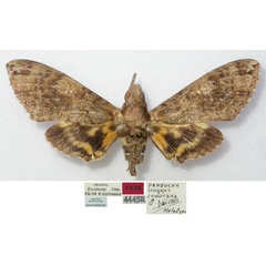 /filer/webapps/moths/media/images/C/comorana_Panogena_HT_MNHN.jpg