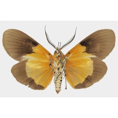 /filer/webapps/moths/media/images/B/borbonica_Asota_AM_Basquinb.jpg
