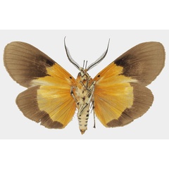 /filer/webapps/moths/media/images/B/borbonica_Asota_AM_Basquinb.jpg