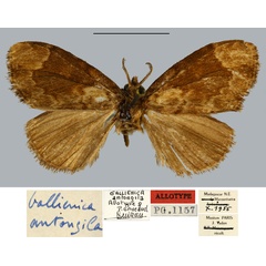/filer/webapps/moths/media/images/A/antongila_Gallienica_AT_MNHN.jpg