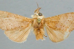 Eurystaurella subaequa