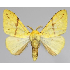 /filer/webapps/moths/media/images/C/canariensis_Lymantica_AM_Golovizin.jpg