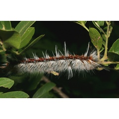 /filer/webapps/moths/media/images/C/clarki_Henometa_C_Roland_01.jpg