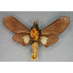 /filer/webapps/moths/media/images/S/schoutedeni_Erotomania_HT_RMCA_02_hAWX6u7.jpg