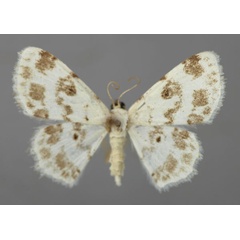 /filer/webapps/moths/media/images/E/elegans_Scopula_A_ZSM_01.jpg