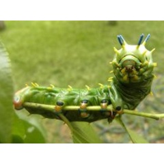 /filer/webapps/moths/media/images/M/mythimnia_Epiphora_C_Dorfling.jpg