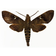 /filer/webapps/moths/media/images/P/peneus_Nephele_AM_Basquin_01.jpg