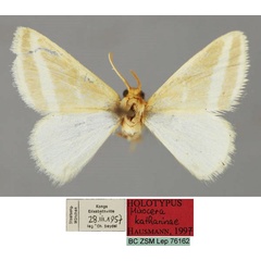 /filer/webapps/moths/media/images/K/katharinae_Mixocera_HT_ZSM_01.jpg