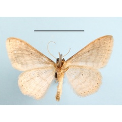 /filer/webapps/moths/media/images/H/hectata_Scopula_A_MGCLb_01.jpg