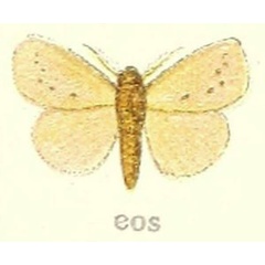 /filer/webapps/moths/media/images/E/eos_Laelia_HT_Hering_21g.jpg