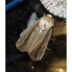 /filer/webapps/moths/media/images/L/loreyi_Leucania_A_Roland_01.jpg