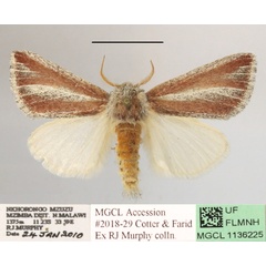 /filer/webapps/moths/media/images/R/rufovittata_Parazana_A_MGCL_01.JPG