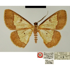 /filer/webapps/moths/media/images/A/astyphela_Zamarada_HT_ZSMa.jpg