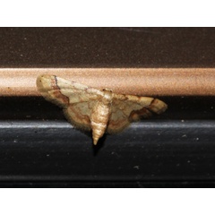 /filer/webapps/moths/media/images/B/basicostalis_Idaea_A_Roland.jpg