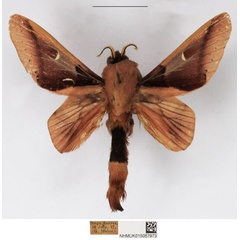 /filer/webapps/moths/media/images/P/pentheter_Apatelopteryx_AM_NHMUK_01.jpg