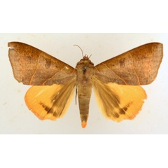 /filer/webapps/moths/media/images/R/rubricata_Thyas_AF_TMSA_02.jpg