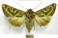 Compsotata elegantissima