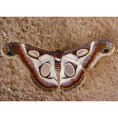 /filer/webapps/moths/media/images/B/bauhiniae_Epiphora_A_Roland_01.jpg