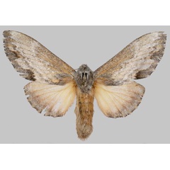 /filer/webapps/moths/media/images/H/hela_Vavizola_PTF_Muller.jpg