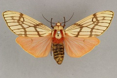 Teracotona euprepia