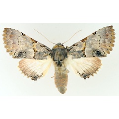 /filer/webapps/moths/media/images/R/roseotincta_Thiacidas_AF_TMSA_02.jpg