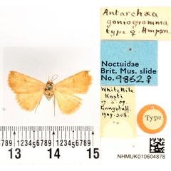 /filer/webapps/moths/media/images/G/goniogramma_Antarchaea_HT_BMNH.jpg