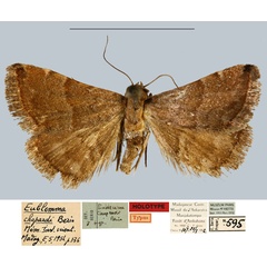 /filer/webapps/moths/media/images/C/chopardi_Eublemma_HT_MNHN.jpg