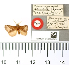 /filer/webapps/moths/media/images/G/ganale_Ctenocompa_HT_BMNH.jpg