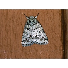 /filer/webapps/moths/media/images/V/verbenata_Acronicta_A_Roland_01.jpg