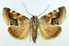 Acontia yemenensis