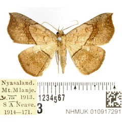 /filer/webapps/moths/media/images/A/arida_Pleuronodes_AM_BMNH_02.jpg