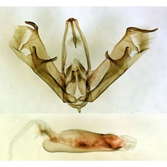 /filer/webapps/moths/media/images/C/carcassoni_Marcipa_GMHT_BMNH_7797.jpg