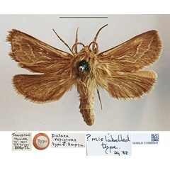 /filer/webapps/moths/media/images/R/rufescens_Dalaca_AM_NHMUK.jpg