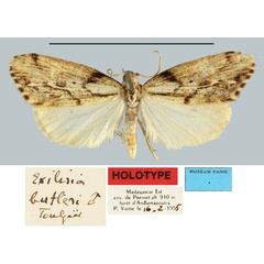 /filer/webapps/moths/media/images/B/butleri_Exilisia_HT_MNHN.jpg