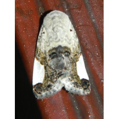 /filer/webapps/moths/media/images/M/margaritata_Acontia_A_Grobler_buMRRt7.jpg
